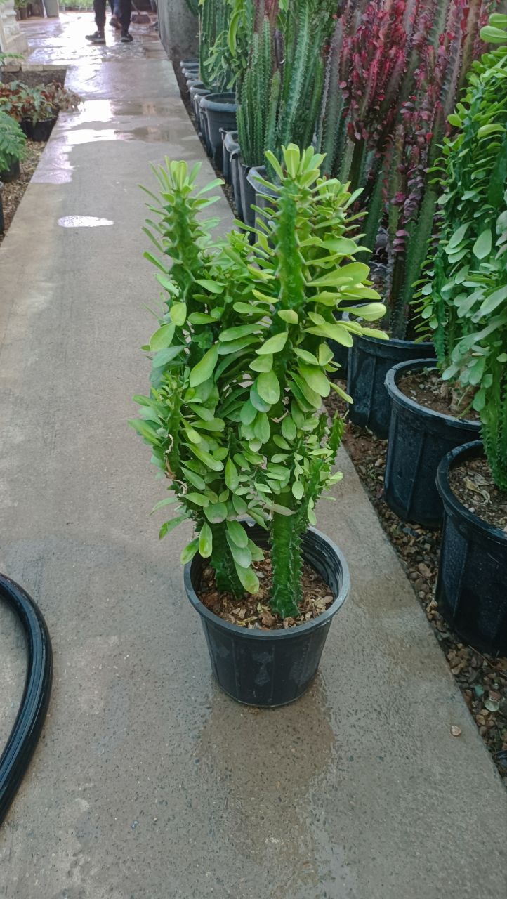 گل افوربیا