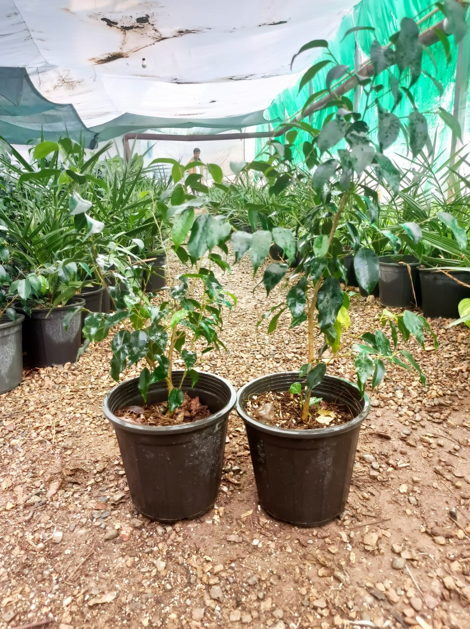 گل بنجامین سبز