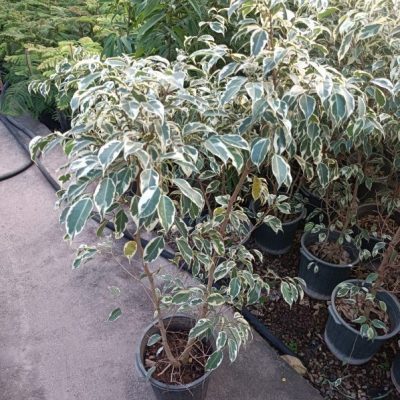 گل بنجامین ابلق