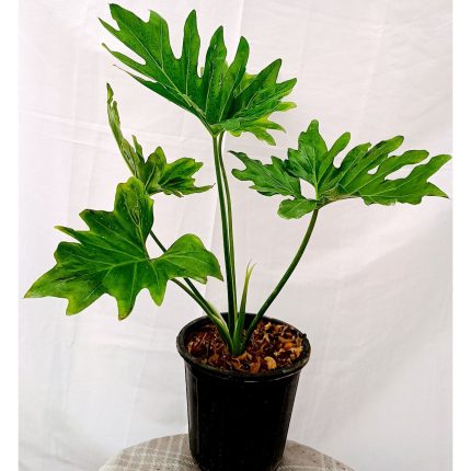 برگ انجیری فر