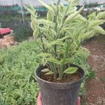 گل پدیلانتوس(ستون فقرات شیطان)