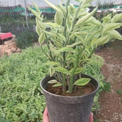 گل پدیلانتوس(ستون فقرات شیطان)