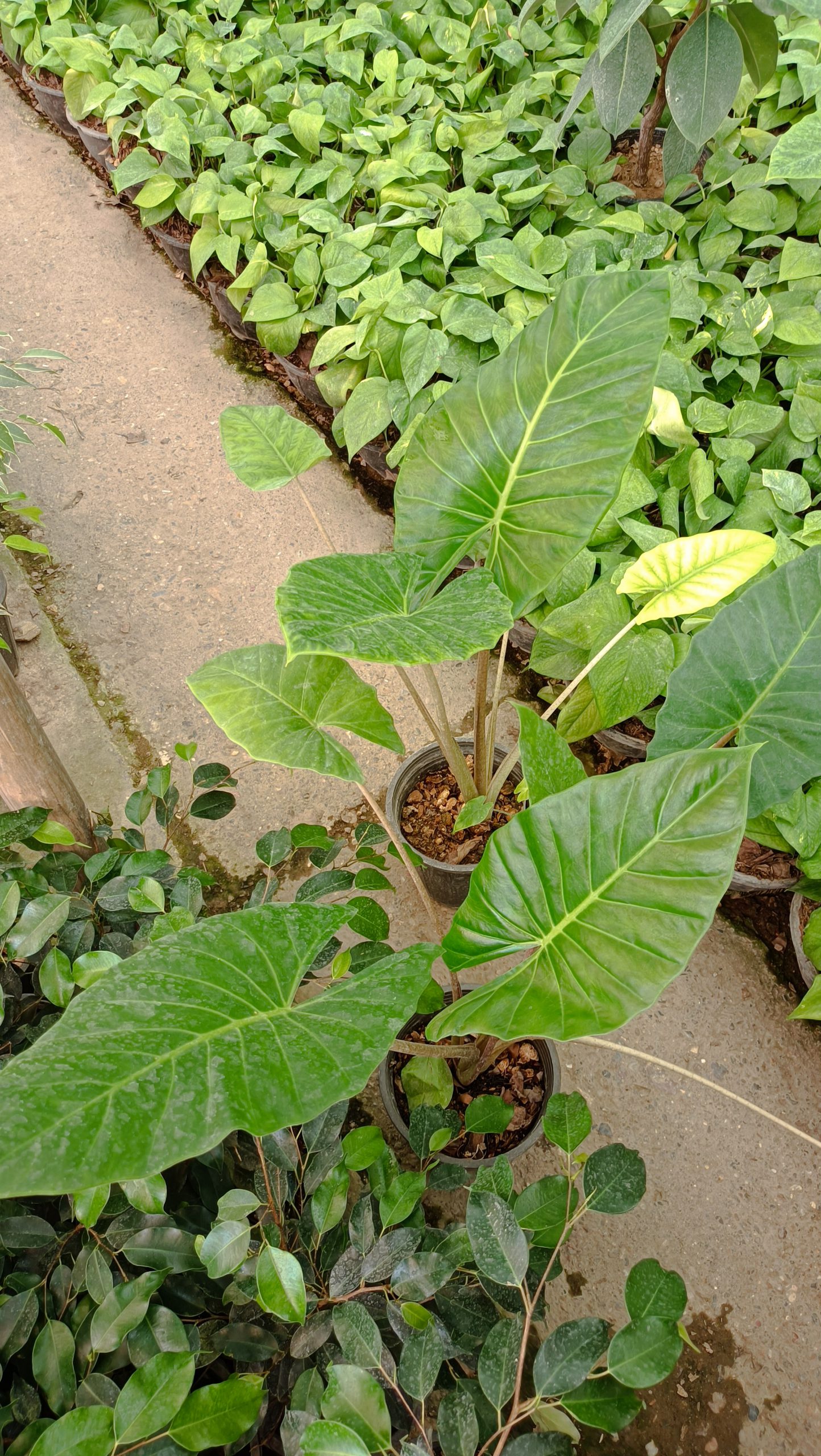 گل بابا آدم