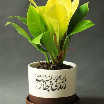 فیلودندرون نئون با گلدان سرامیکی متن‌نوشته
