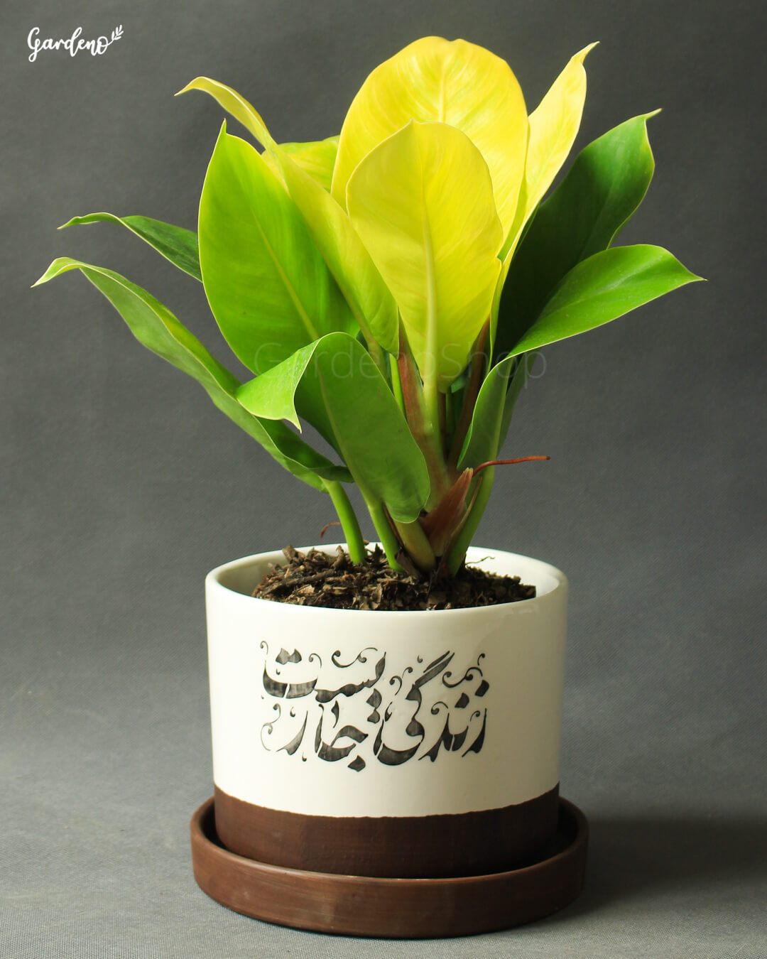 فیلودندرون نئون با گلدان سرامیکی متن‌نوشته