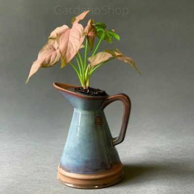 سینگونیوم صورتی با گلدان سرامیکی