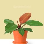 فیلودندرون شاهزاده با گلدان سرامیکی نارنجی