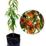 خرید نهال هلو | سالم و تضمینی | ارسال سریع ⚡️