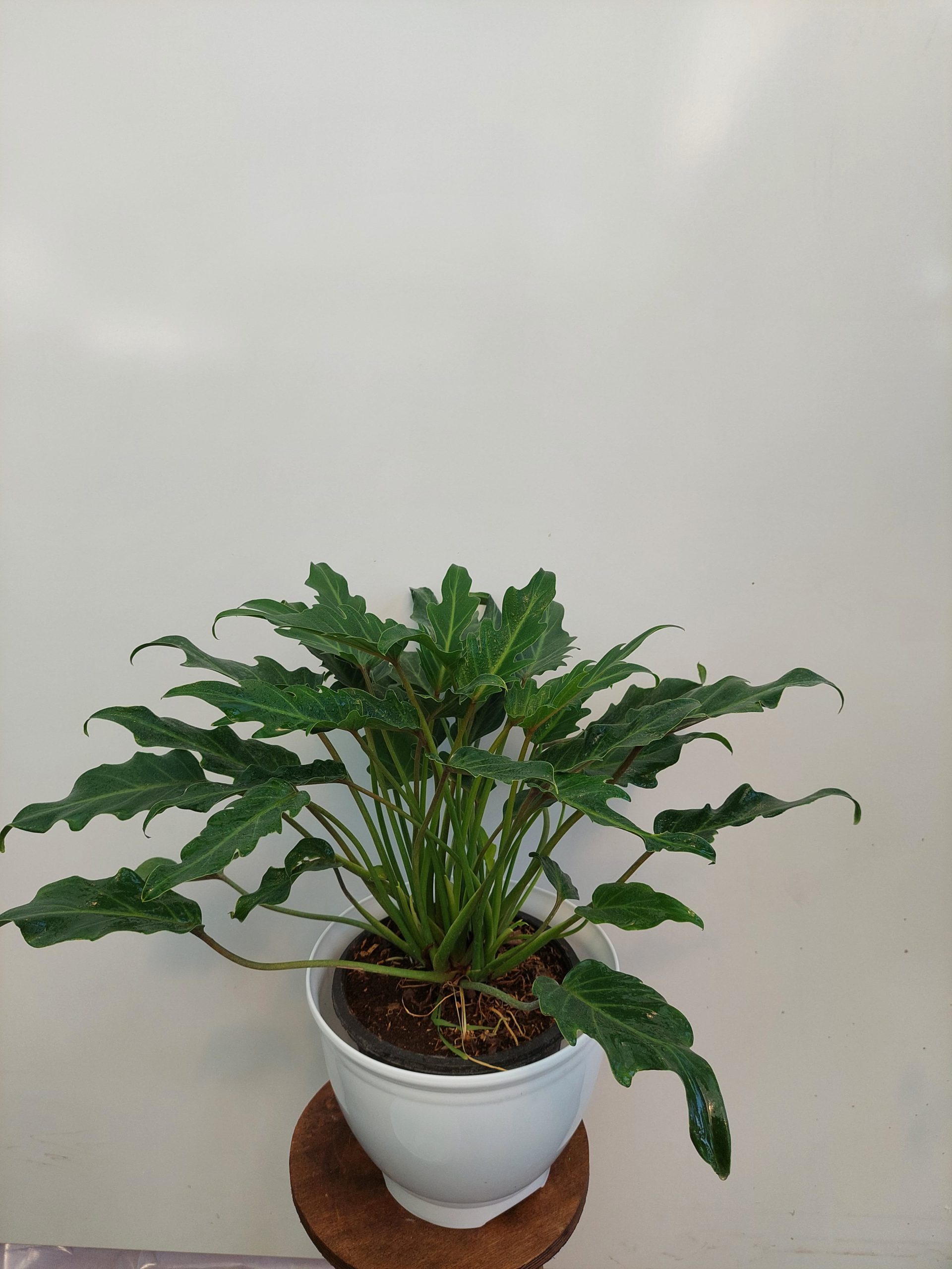 گل گیاه آپارتمانی برگ انجیری کنگره ای
