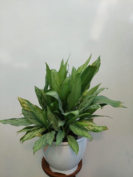 گل و گیاه آپارتمانی آگلونما رسمی
