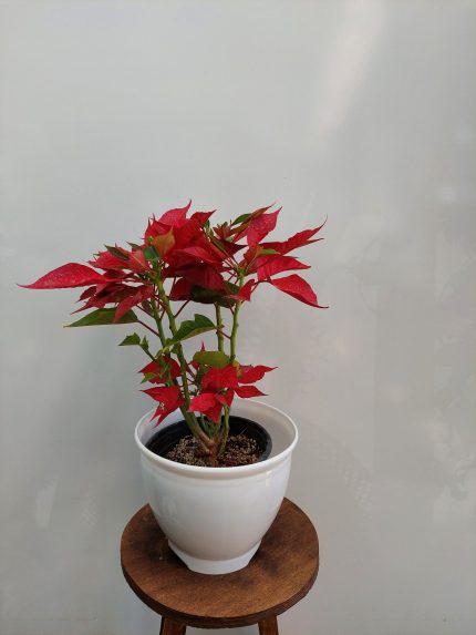 گل و گیاه آپارتمانی بنت قنسول