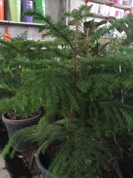 گل و گیاه آپارتمانی کاج مطبق