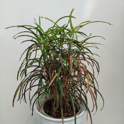 گل و گیاه آپارتمانی کروتون رشته ای