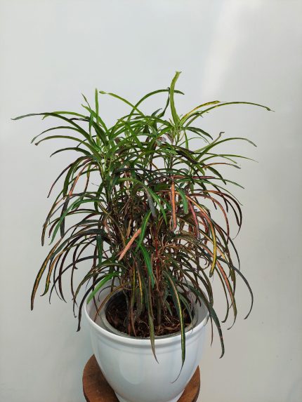 گل و گیاه آپارتمانی کروتون رشته ای