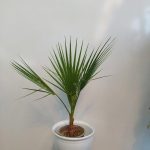 خرید گل و گلدان هدیه برای تشکر از همکار بازنشسته
