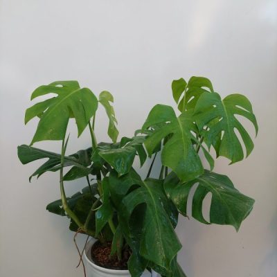 گیاه آپارتمانی برگ انجیری پنجه ای رومیزی