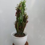 کاکتوس افربیا قرمز