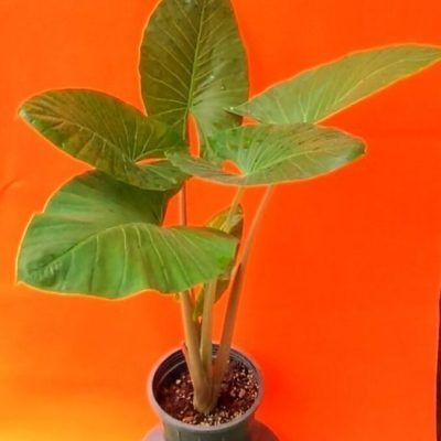 گل آپارتمانی سیکاس