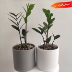 گیاه بابا آدم