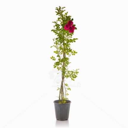 گل و گلدان طبیعی آپارتمانی در محله عباسی