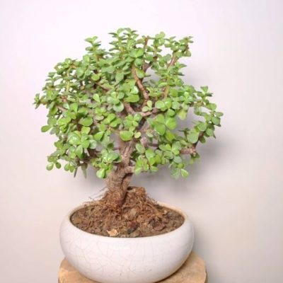 گیاه برگ پهن بلند