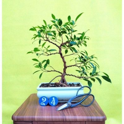 گل های خانگی اکسیژن ساز