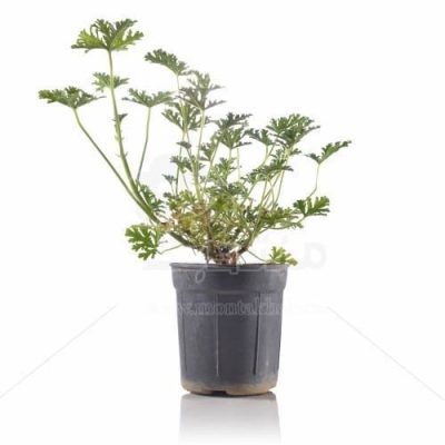 گیاه آپارتمانی عطر چای (شمعدانی عطری) 25 سانتی متری