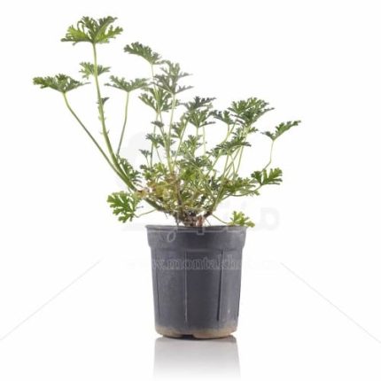 گیاه آپارتمانی عطر چای (شمعدانی عطری) 25 سانتی متری
