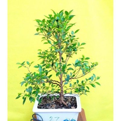 گل خانگی برگ انجیری