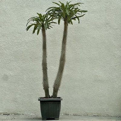 گیاهان آپارتمانی مقاوم به کم‌آبی