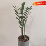 گیاه بزرگ آپارتمانی بدون نیاز به نور