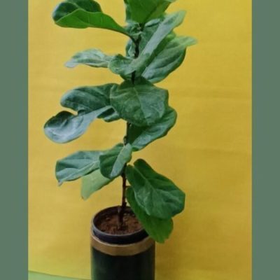 گل آپارتمانی ثروت