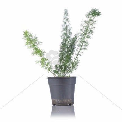 گیاه آپارتمانی شویدی 30 سانتی متری