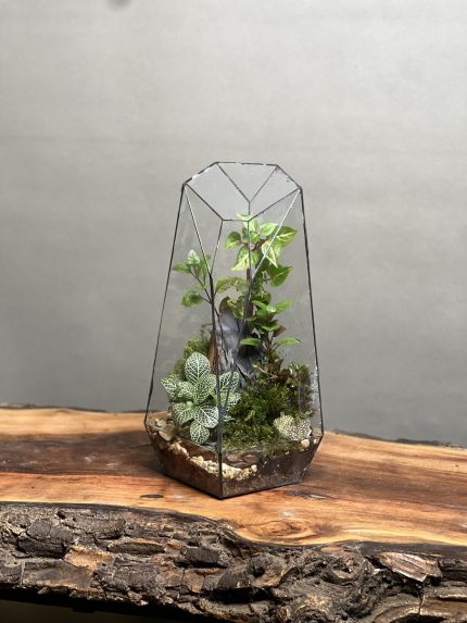 تراریوم رطوبتی طرح فاکس 35 Cm