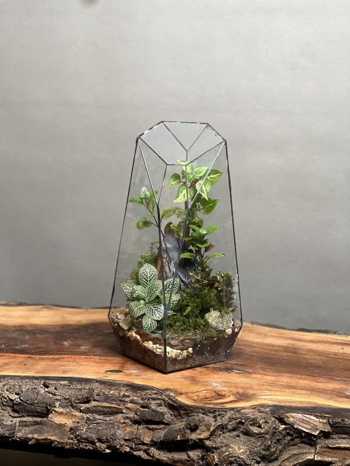 تراریوم رطوبتی طرح فاکس 35 Cm