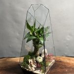تراریوم لوتوس بامبو طرح طبیعت 35 Cm