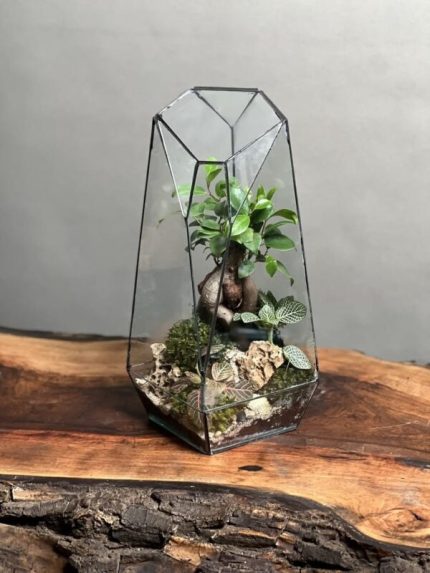 تراریوم بنسای فیکوس طرح فاکس 35 Cm