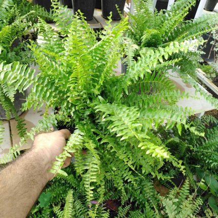 سفارش انواع گل و گلدان طبیعی آپارتمانی در محله کاشانک