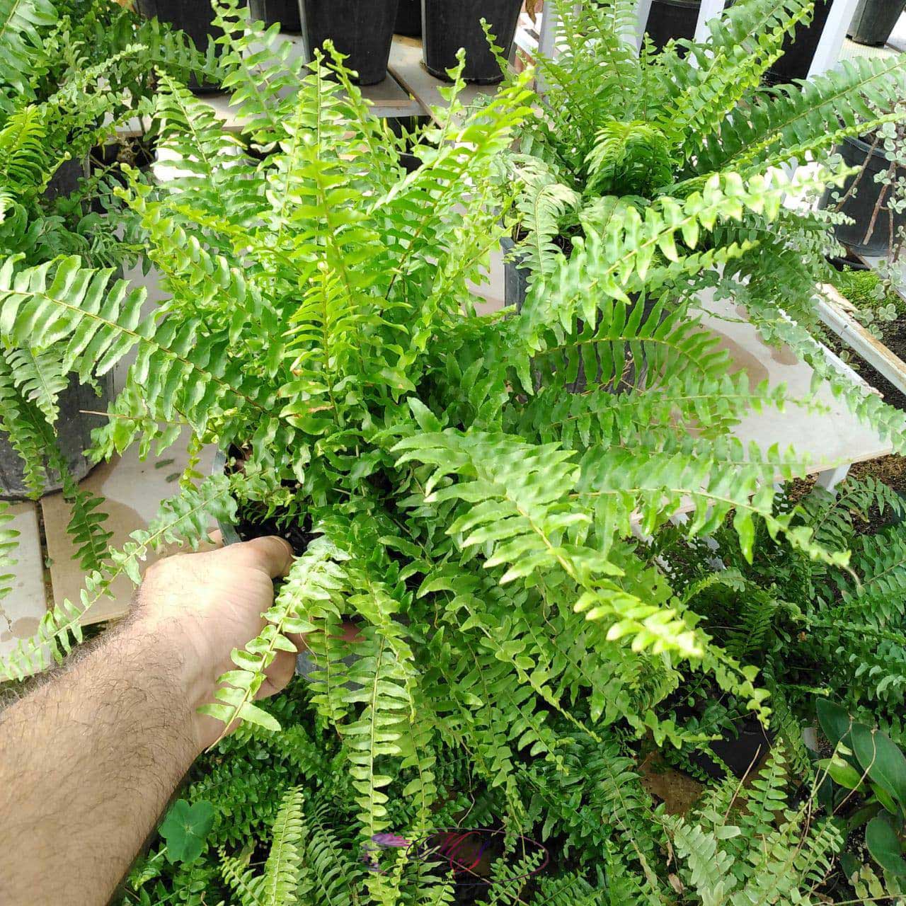 سفارش انواع گل و گلدان طبیعی آپارتمانی در محله کاشانک