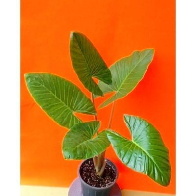 گل آپارتمانی ژربرا