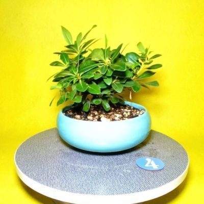 بونسای میخک ژاپنی(هندی)_کد 4