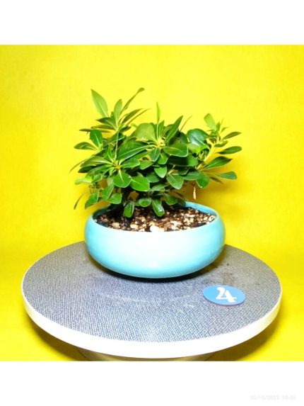 بونسای میخک ژاپنی(هندی)_کد 4