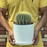 گیاه آپارتمانی با برگ‌های سوزنی