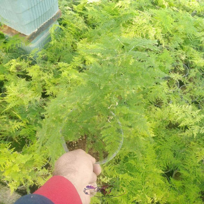 گل گردی سطل 4