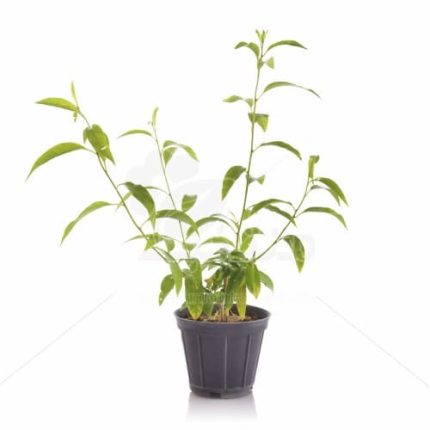 گل محبوبه شب ارتفاع 40 سانتیمتر
