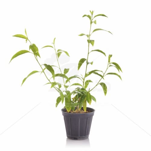 گل محبوبه شب ارتفاع 40 سانتیمتر