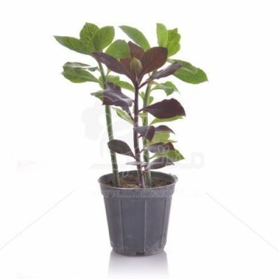گیاه آپارتمانی سینادنیوم (فردوس) ارتفاع 40 سانتی متر