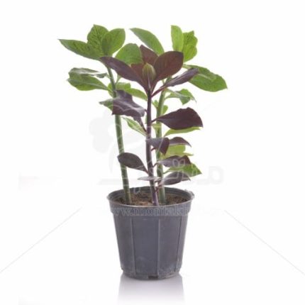 گیاه آپارتمانی سینادنیوم (فردوس) ارتفاع 40 سانتی متر
