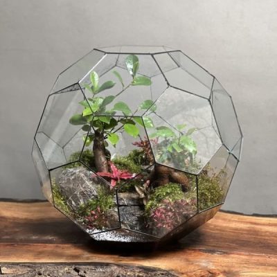 تراریوم لاکچری بنسای فیکوس طرح توپ سبز 40 Cm