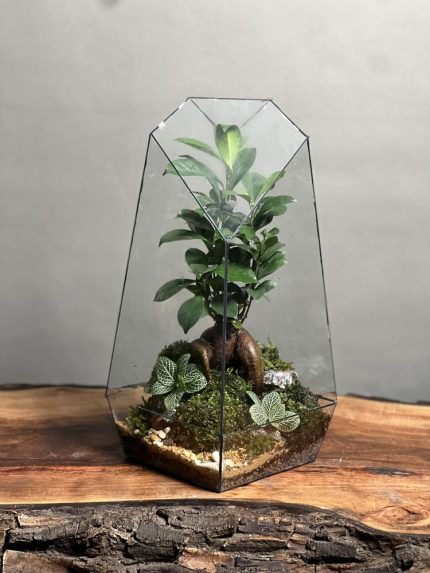 تراریوم بنسای فیکوس طرح طبیعت 40 Cm